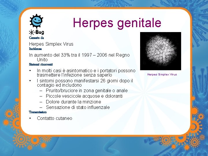Herpes genitale Causato da Herpes Simplex Virus Incidenza In aumento del 33% tra il