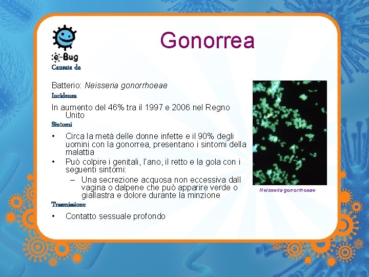 Gonorrea Causata da Batterio: Neisseria gonorrhoeae Incidenza In aumento del 46% tra il 1997