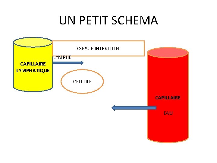 UN PETIT SCHEMA ESPACE INTERTITIEL LYMPHE CAPILLAIRE LYMPHATIQUE CELLULE CAPILLAIRE EAU 