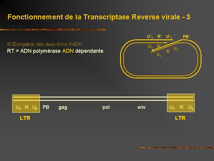Fonctionnement de la Transcriptase Reverse lors de linfection