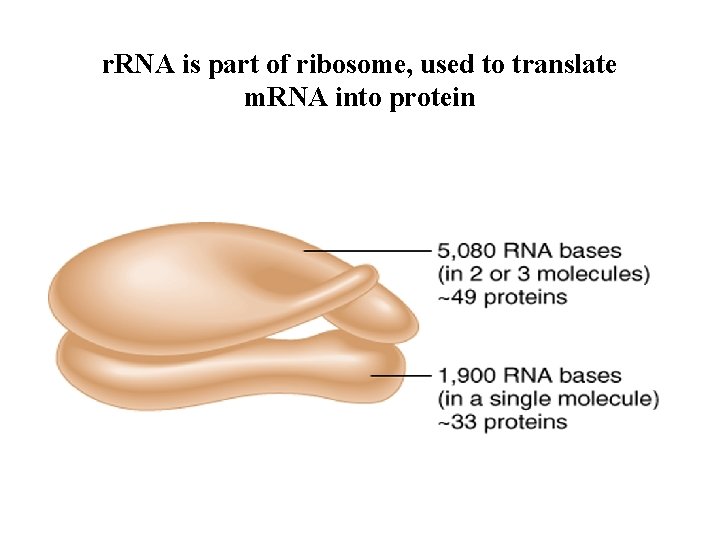 r. RNA is part of ribosome, used to translate m. RNA into protein 