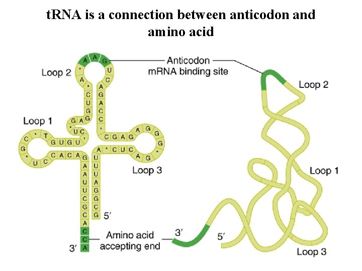 t. RNA is a connection between anticodon and amino acid 