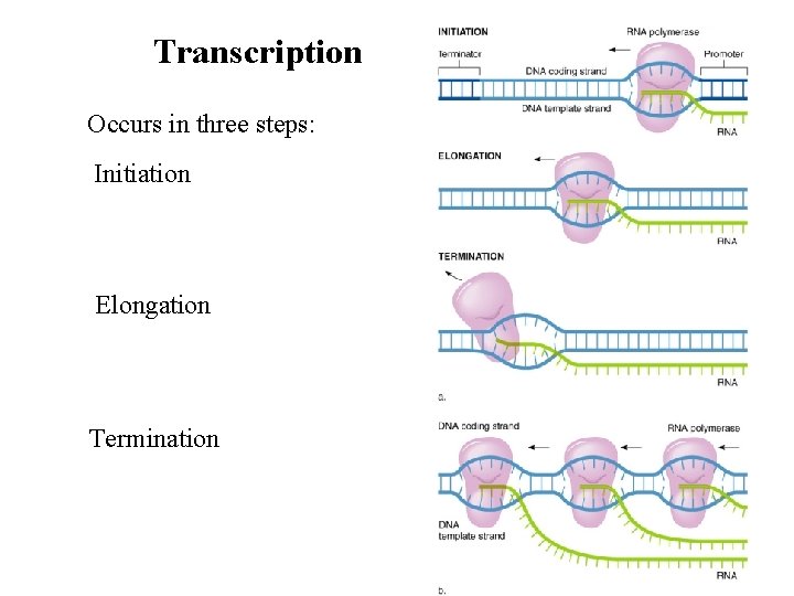 Transcription Occurs in three steps: Initiation Elongation Termination 