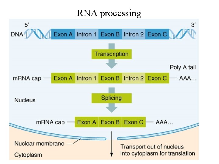 RNA processing 