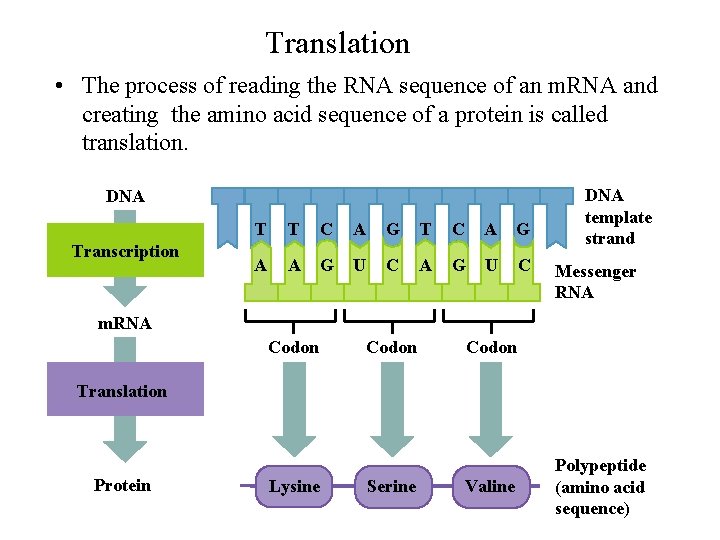 Translation • The process of reading the RNA sequence of an m. RNA and