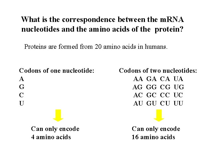 What is the correspondence between the m. RNA nucleotides and the amino acids of