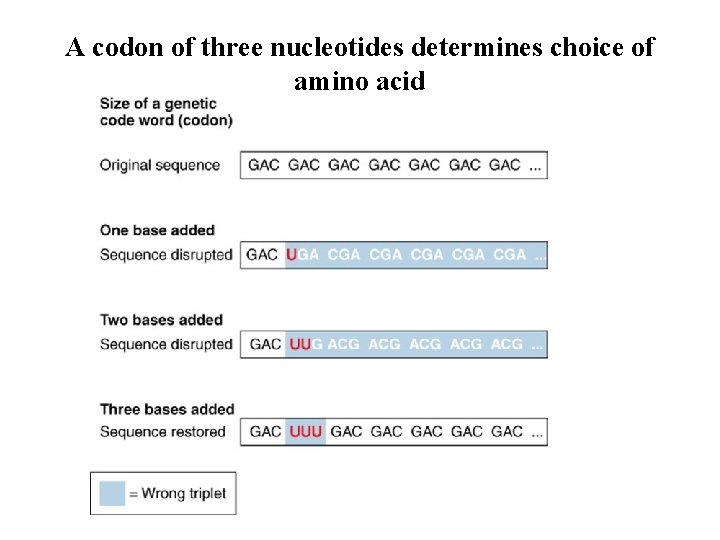 A codon of three nucleotides determines choice of amino acid 