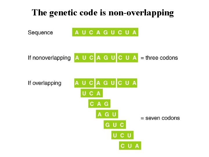 The genetic code is non-overlapping 