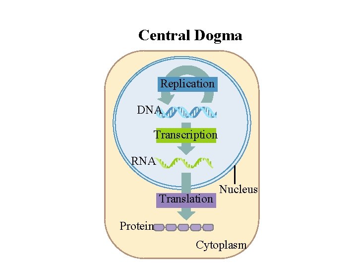 Central Dogma Replication DNA Transcription RNA Translation Nucleus Protein Cytoplasm 