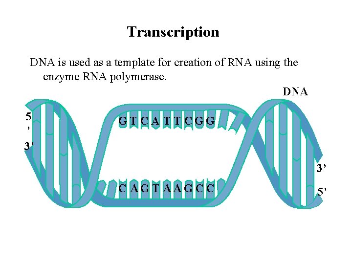 Transcription DNA is used as a template for creation of RNA using the enzyme