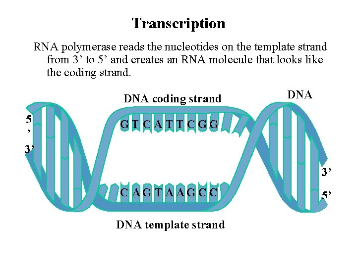 Transcription RNA polymerase reads the nucleotides on the template strand from 3’ to 5’