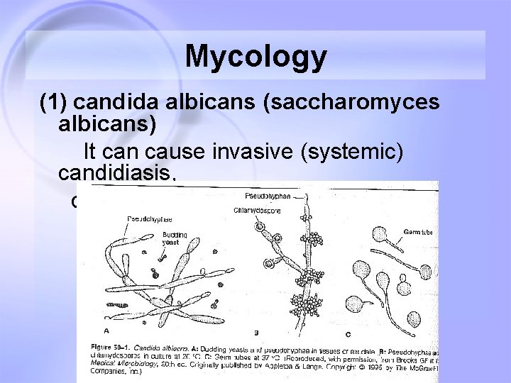 Mycology (1) candida albicans (saccharomyces albicans) It can cause invasive (systemic) candidiasis, cutaneous and Mycology (1) candida albicans (saccharomyces albicans) It can cause invasive (systemic) candidiasis, cutaneous and