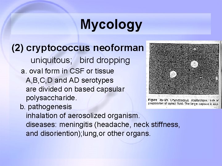 Mycology (2) cryptococcus neoforman uniquitous; bird dropping a. oval form in CSF or tissue Mycology (2) cryptococcus neoforman uniquitous; bird dropping a. oval form in CSF or tissue