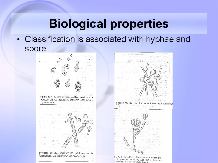 Biological properties • Classification is associated with hyphae and spore Biological properties • Classification is associated with hyphae and spore