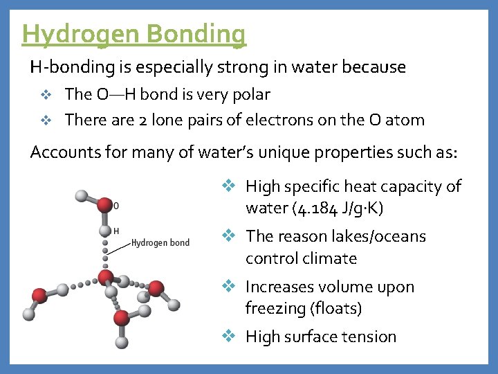 Hydrogen Bonding H-bonding is especially strong in water because The O—H bond is very