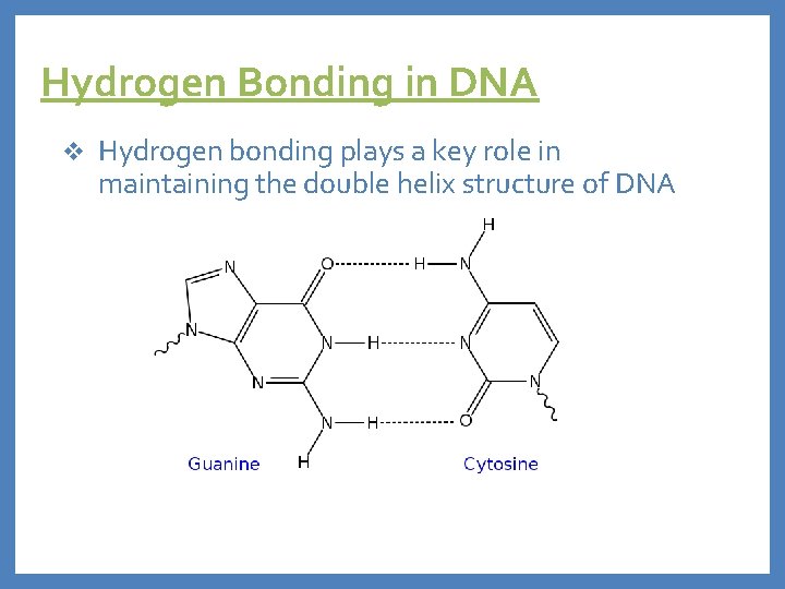 Hydrogen Bonding in DNA v Hydrogen bonding plays a key role in maintaining the
