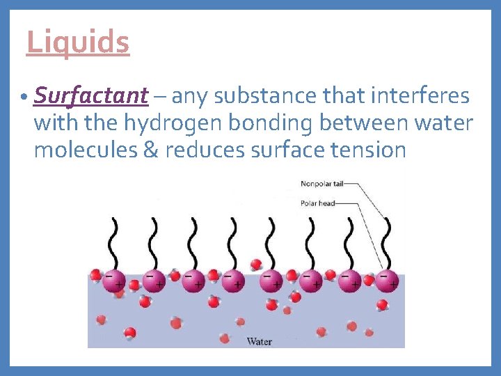 Liquids • Surfactant – any substance that interferes with the hydrogen bonding between water