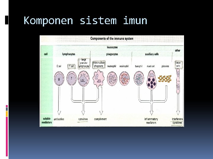 Komponen sistem imun 