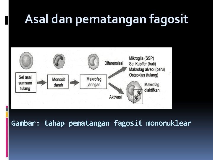 Asal dan pematangan fagosit Gambar: tahap pematangan fagosit mononuklear 