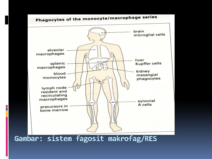 Gambar: sistem fagosit makrofag/RES 