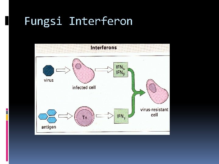 Fungsi Interferon 