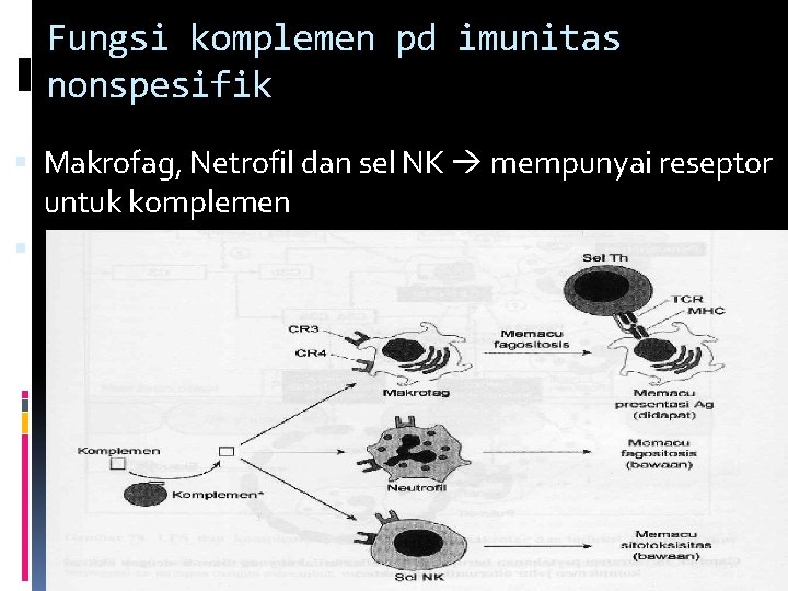 Fungsi komplemen pd imunitas nonspesifik Makrofag, Netrofil dan sel NK mempunyai reseptor untuk komplemen