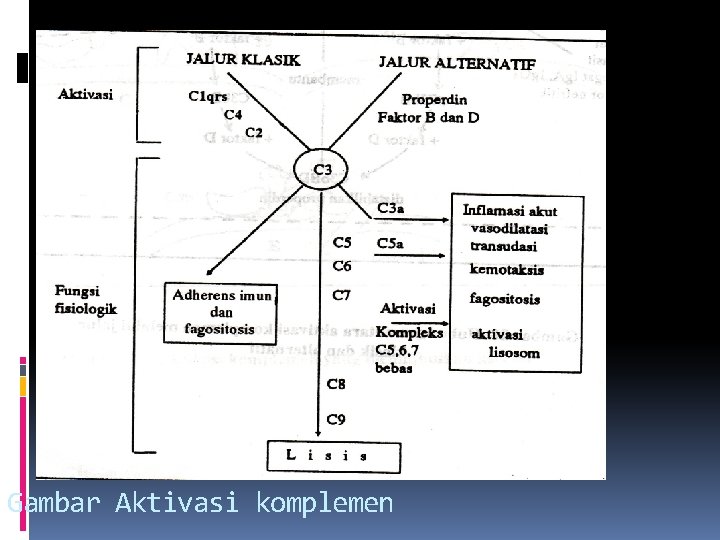 Gambar Aktivasi komplemen 