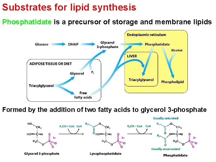 Substrates for lipid synthesis Phosphatidate is a precursor of storage and membrane lipids Formed