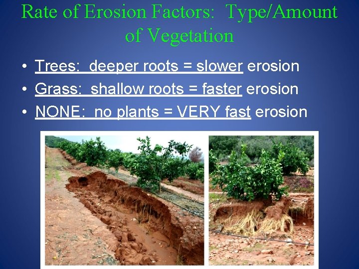 Rate of Erosion Factors: Type/Amount of Vegetation • Trees: deeper roots = slower erosion