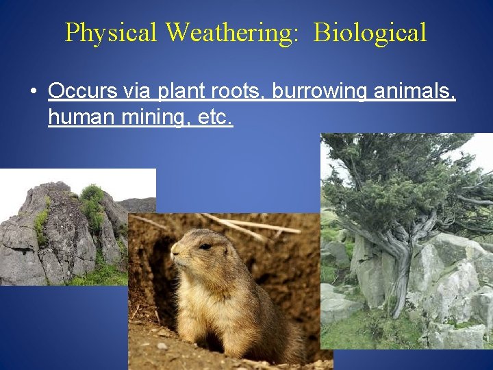 Physical Weathering: Biological • Occurs via plant roots, burrowing animals, human mining, etc. 