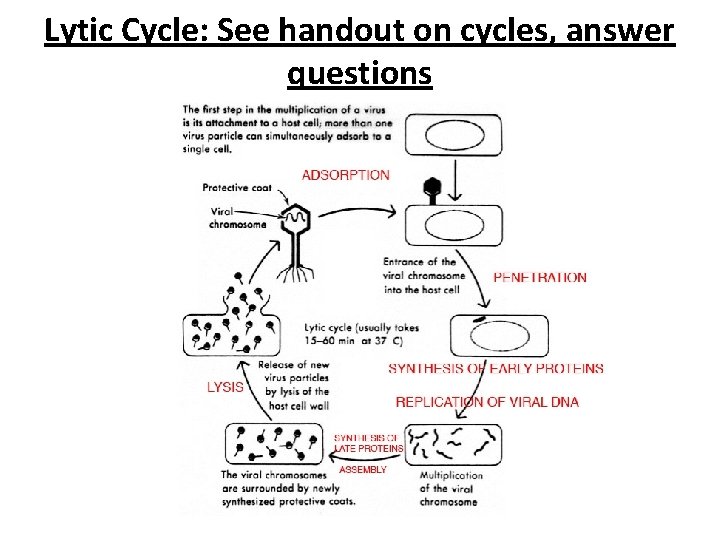 Lytic Cycle: See handout on cycles, answer questions 