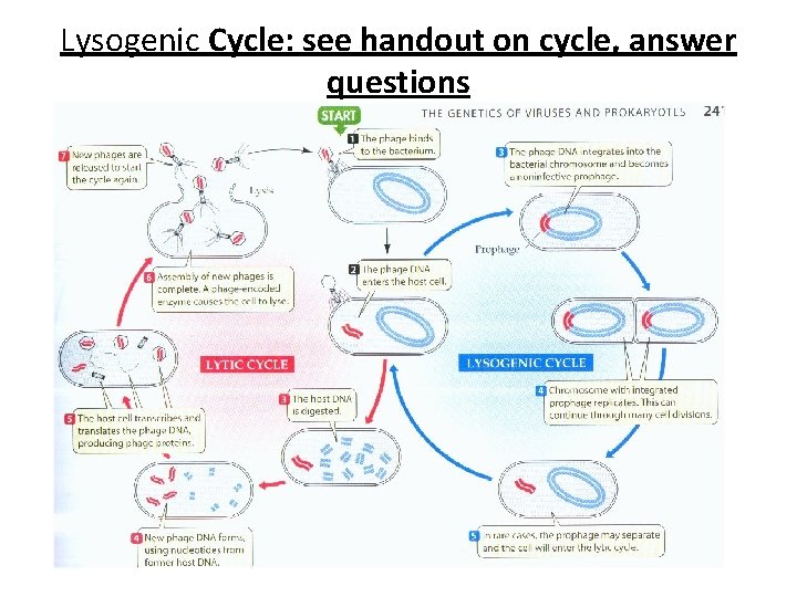 Lysogenic Cycle: see handout on cycle, answer questions 