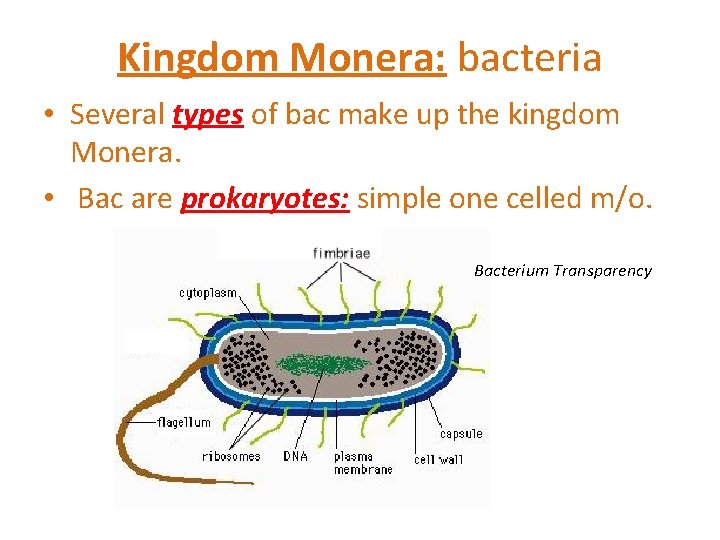 Kingdom Monera: bacteria • Several types of bac make up the kingdom Monera. •