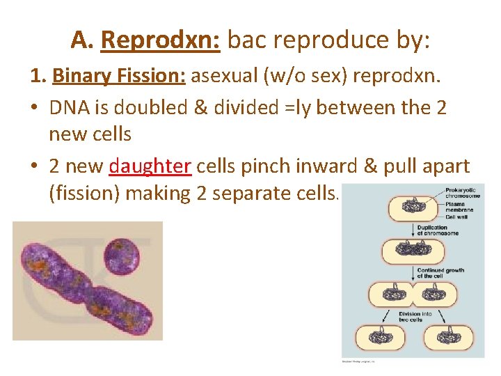 A. Reprodxn: bac reproduce by: 1. Binary Fission: asexual (w/o sex) reprodxn. • DNA