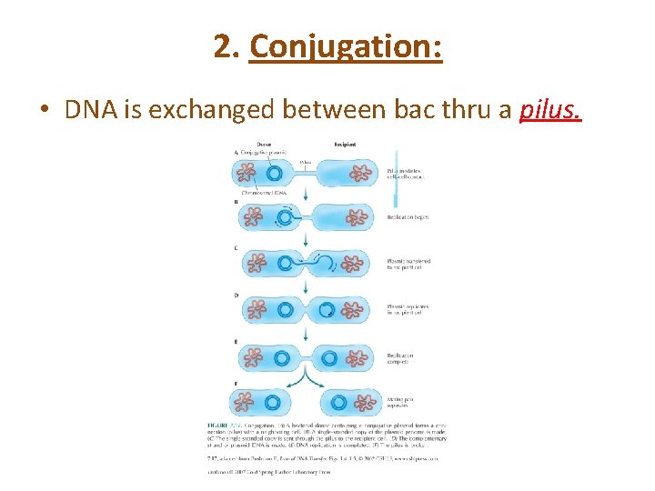 2. Conjugation: • DNA is exchanged between bac thru a pilus. 