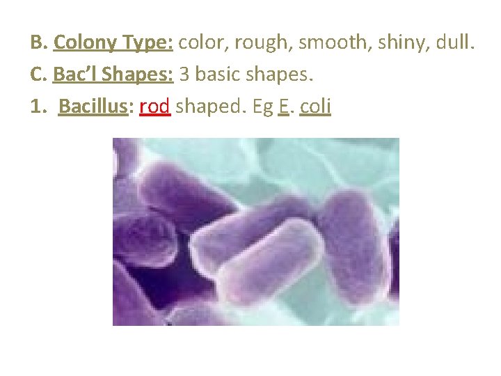 B. Colony Type: color, rough, smooth, shiny, dull. C. Bac’l Shapes: 3 basic shapes.
