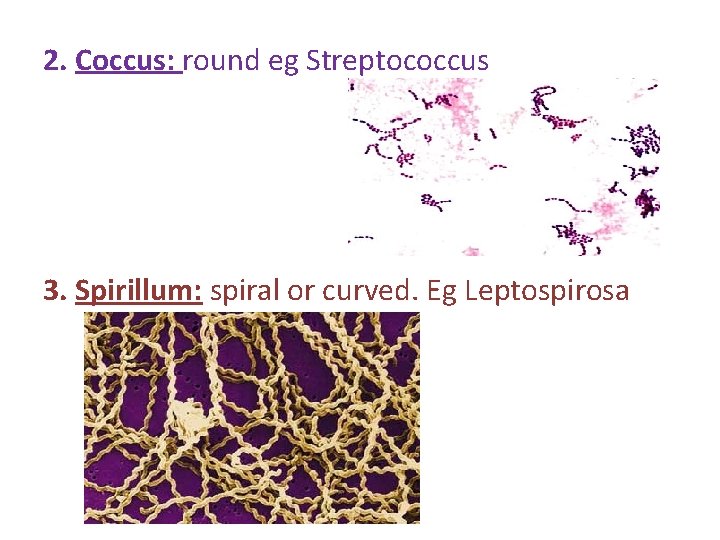 2. Coccus: round eg Streptococcus 3. Spirillum: spiral or curved. Eg Leptospirosa 