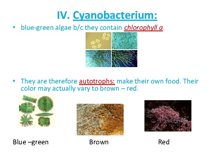 IV. Cyanobacterium: • blue-green algae b/c they contain chlorophyll a. • They are therefore