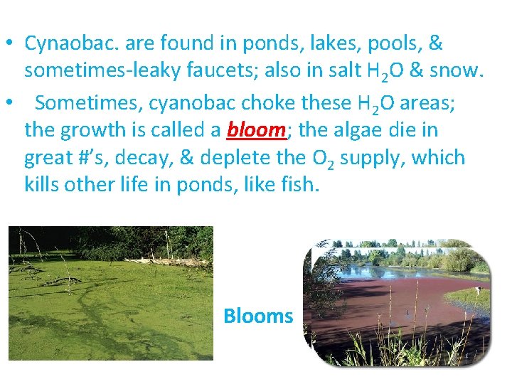  • Cynaobac. are found in ponds, lakes, pools, & sometimes-leaky faucets; also in