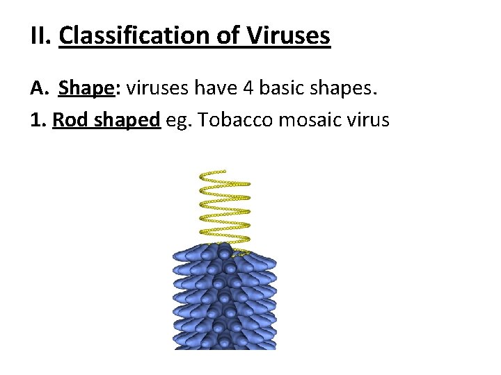 II. Classification of Viruses A. Shape: viruses have 4 basic shapes. 1. Rod shaped