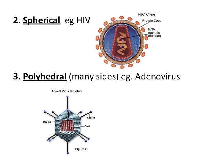 2. Spherical eg HIV 3. Polyhedral (many sides) eg. Adenovirus 