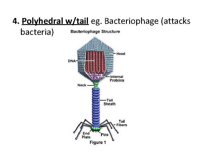 4. Polyhedral w/tail eg. Bacteriophage (attacks bacteria) 