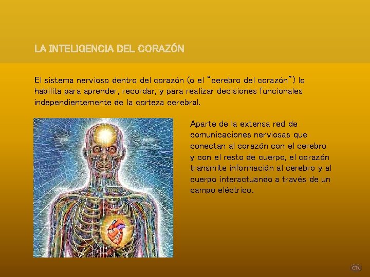 LA INTELIGENCIA DEL CORAZÓN El sistema nervioso dentro del corazón (o el “cerebro del