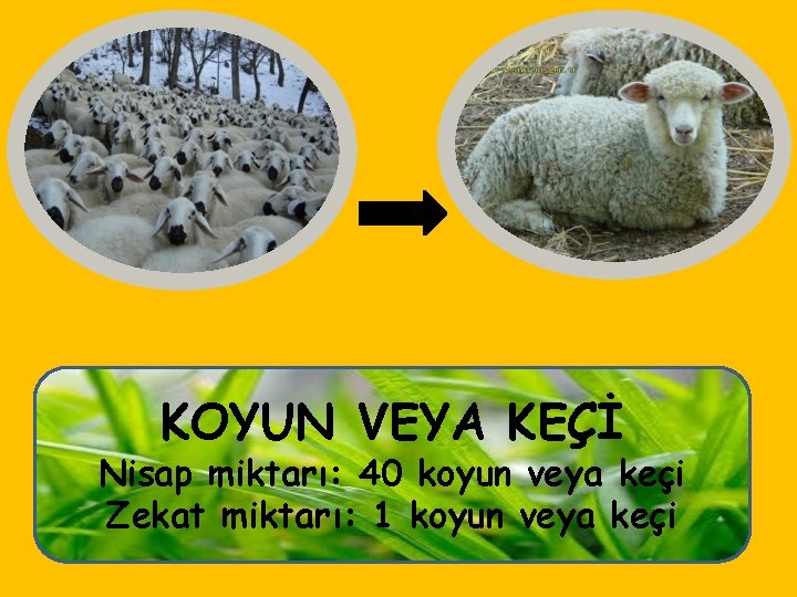 KOYUN VEYA KEÇİ Nisap miktarı: 40 koyun veya keçi Zekat miktarı: 1 koyun veya