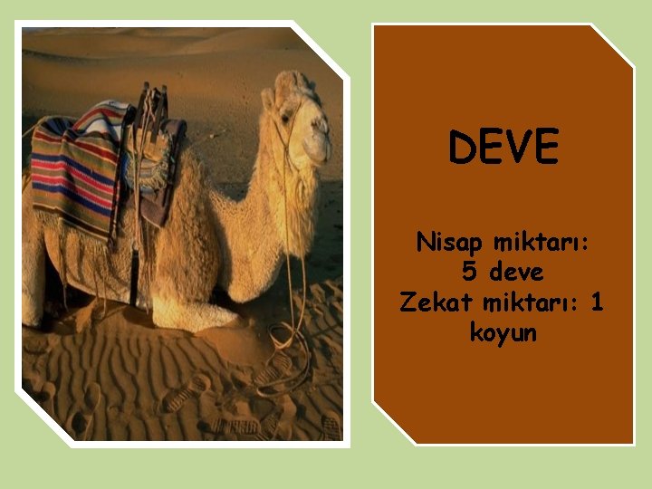 DEVE Nisap miktarı: 5 deve Zekat miktarı: 1 koyun 