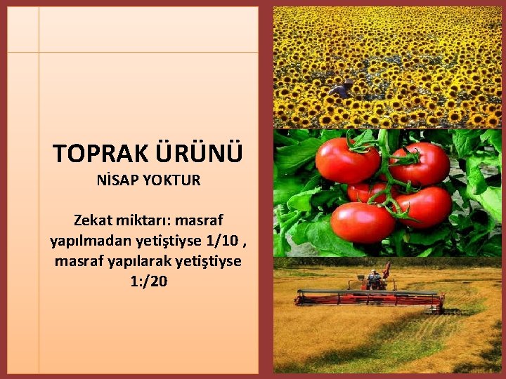 TOPRAK ÜRÜNÜ NİSAP YOKTUR Zekat miktarı: masraf yapılmadan yetiştiyse 1/10 , masraf yapılarak yetiştiyse TOPRAK ÜRÜNÜ NİSAP YOKTUR Zekat miktarı: masraf yapılmadan yetiştiyse 1/10 , masraf yapılarak yetiştiyse