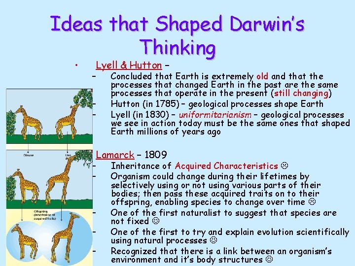 Ideas that Shaped Darwin’s Thinking • Lyell & Hutton – – • Concluded that