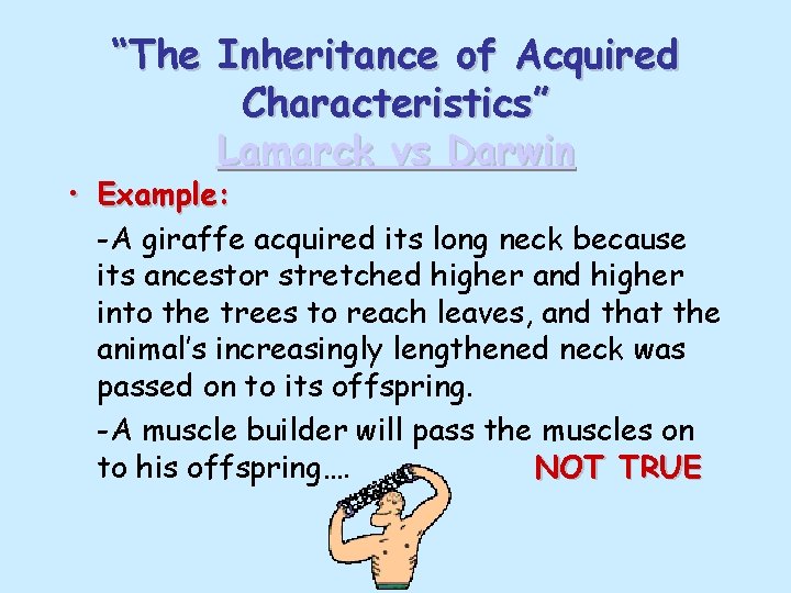“The Inheritance of Acquired Characteristics” Lamarck vs Darwin • Example: -A giraffe acquired its