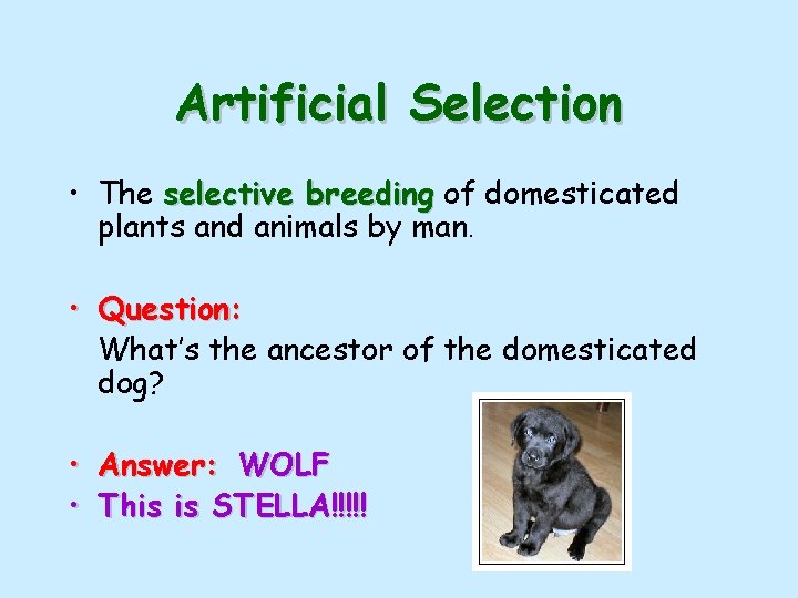 Artificial Selection • The selective breeding of domesticated plants and animals by man. •