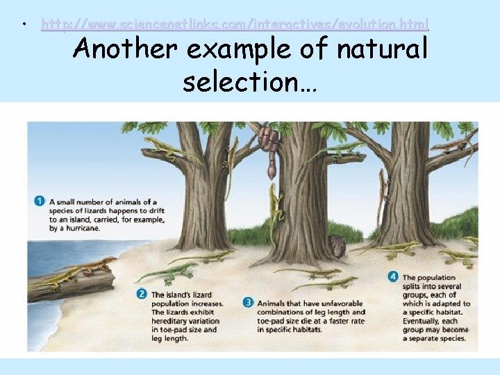  • http: //www. sciencenetlinks. com/interactives/evolution. html Another example of natural selection… 